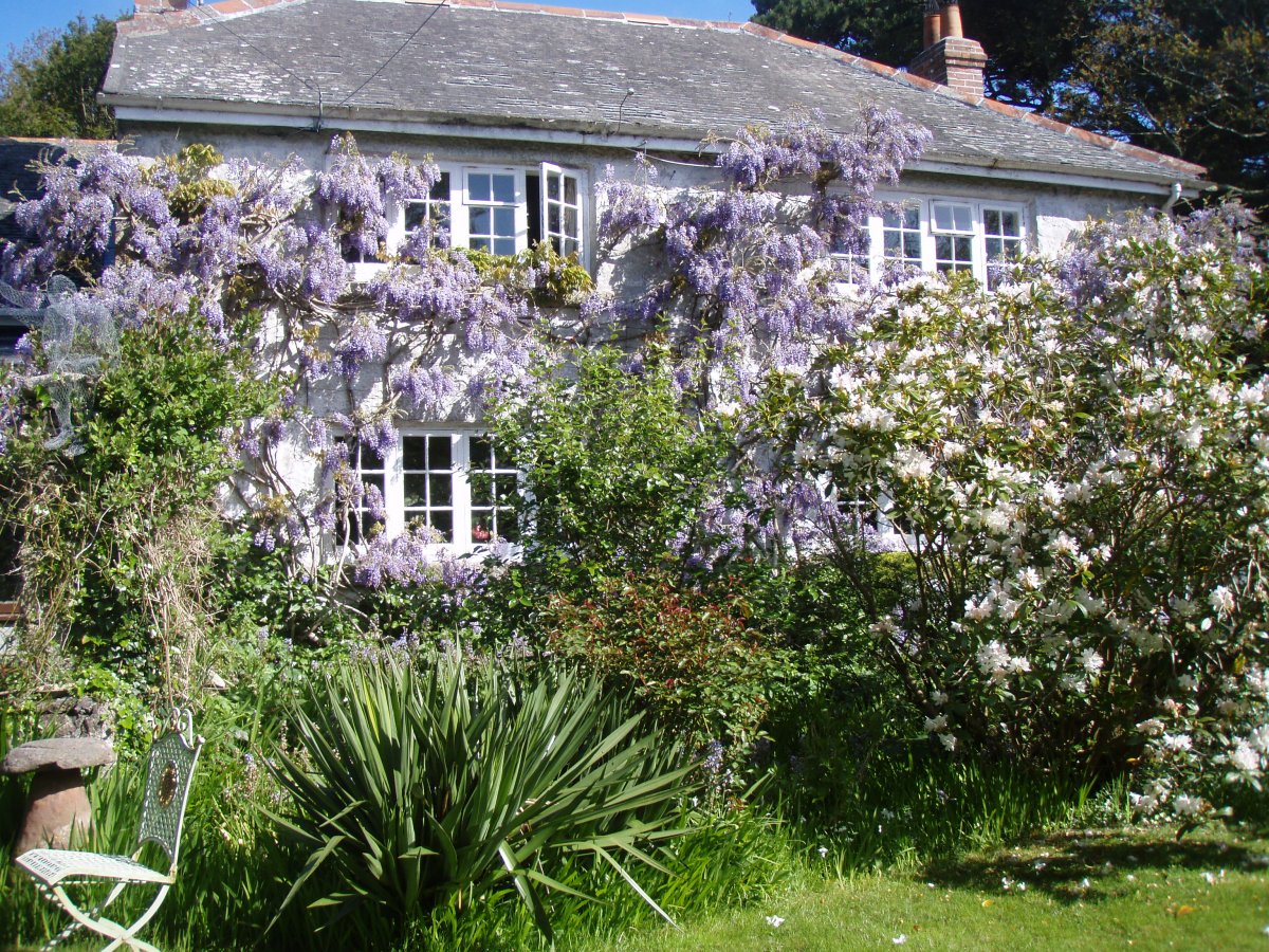 Wisteria in full bloom